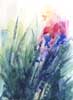 Fiori