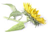 Girasole n. 1